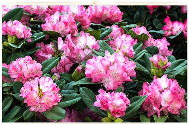 Beautiful Pink Flower 34687