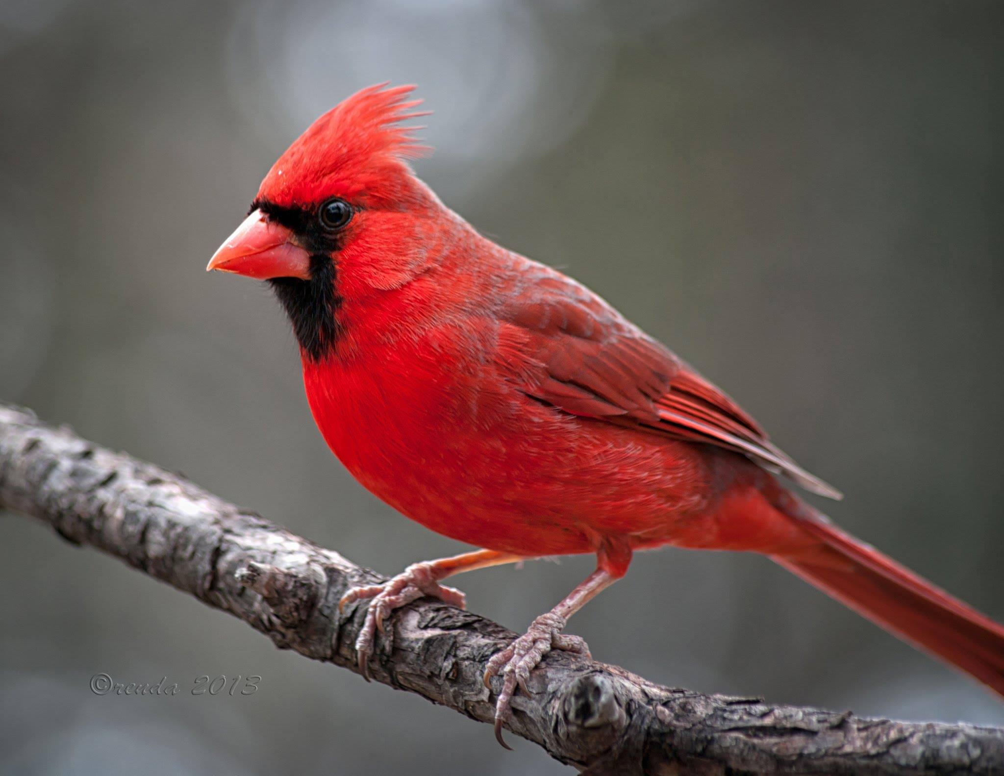 Best Cardinal Bird