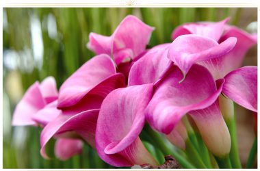 Best Pink Flower 34688