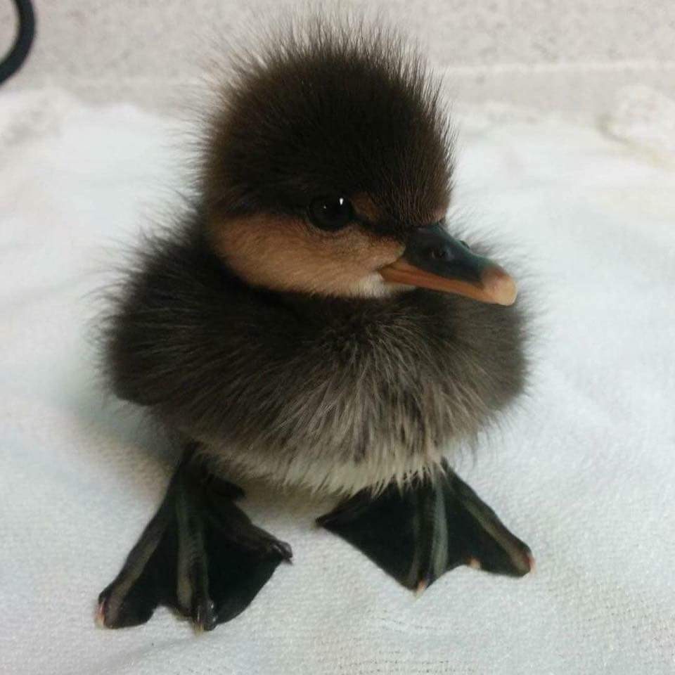 Free Baby Swan