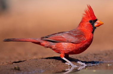 Great Cardinal Bird