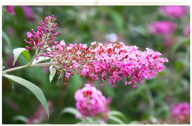 Natural Pink Flower 34690