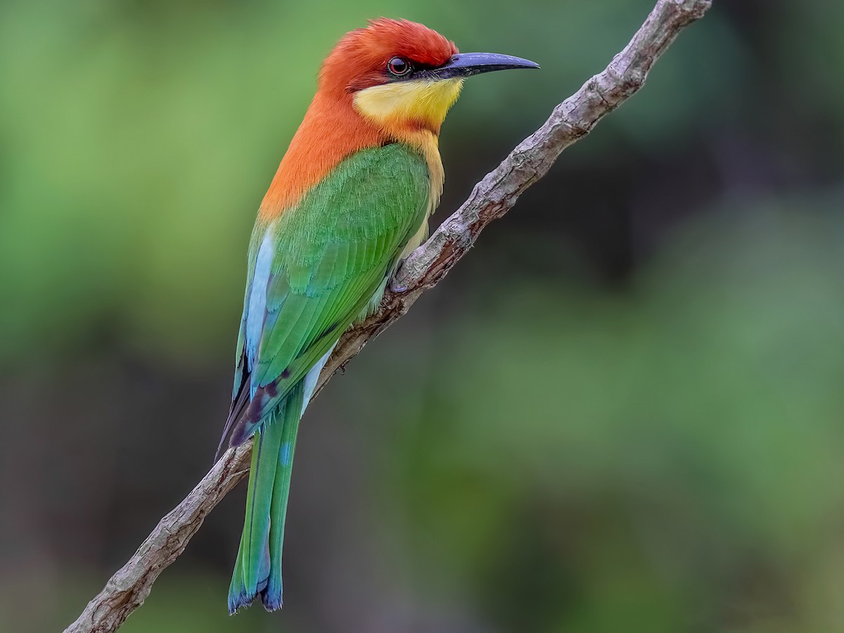 Super Bee Eater