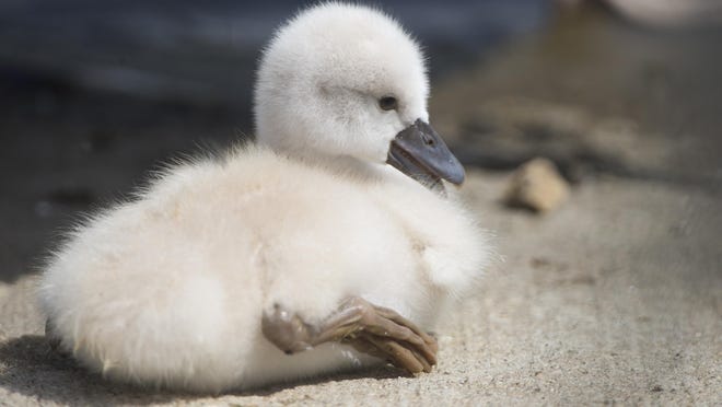 Top Baby Swan