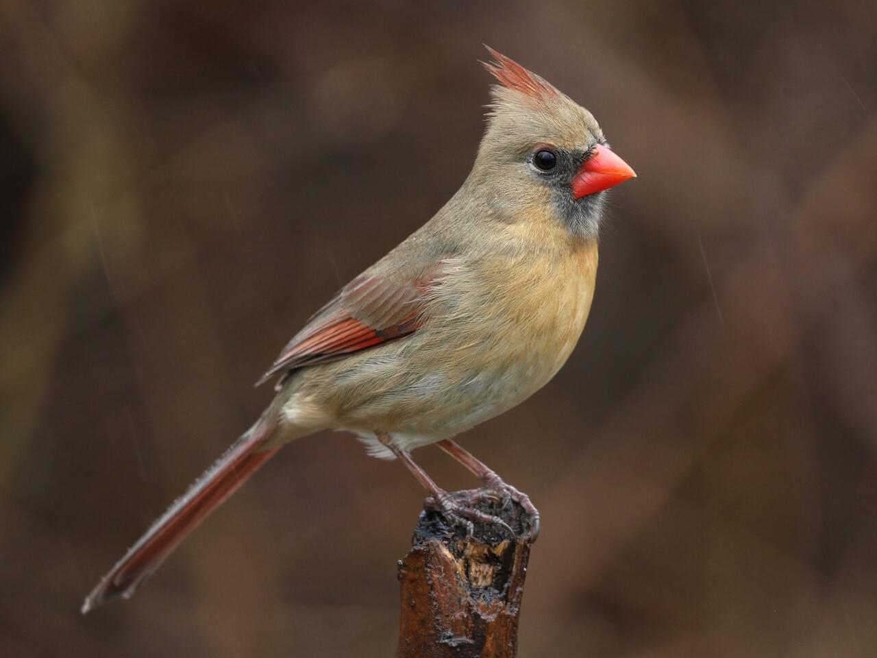 Top Cardinal Bird