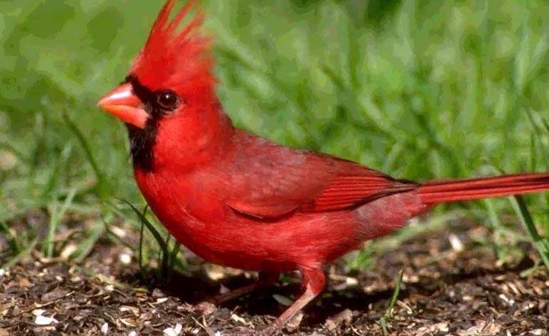 Widescreen Cardinal Bird