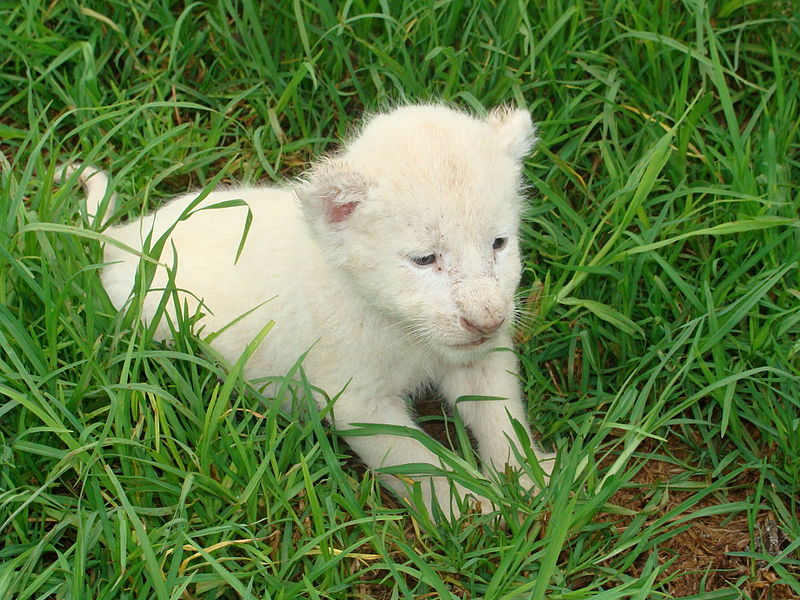 Amazing White Lion