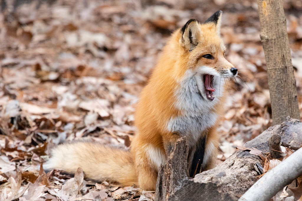 Beautiful Red Fox