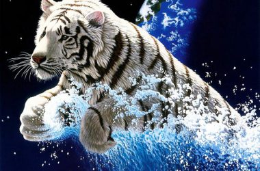 Best Tiger Wallpaper