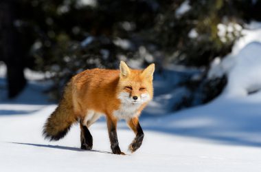 Cool Red Fox