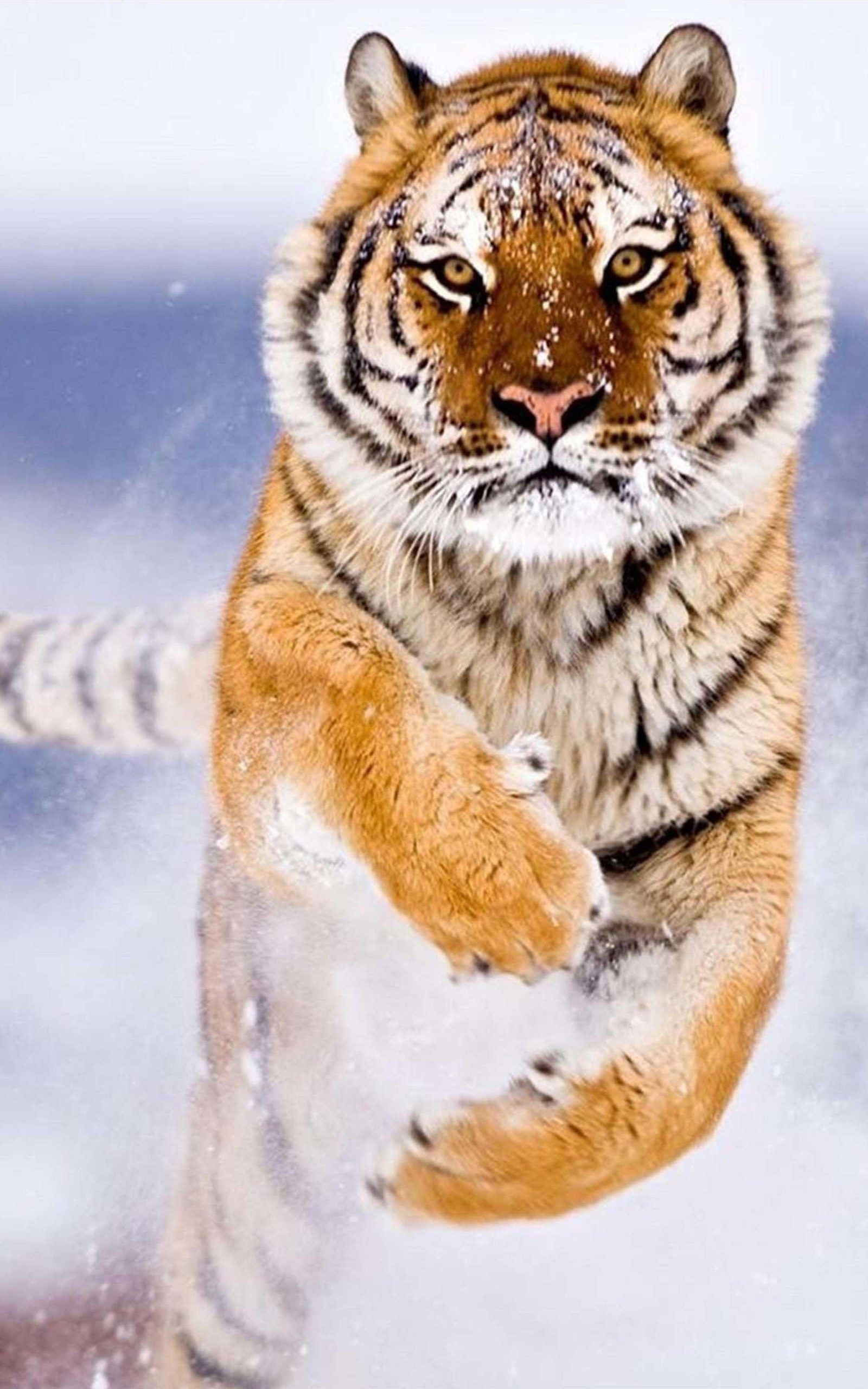 Cool Tiger Wallpaper