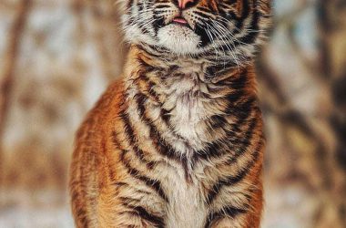 Great Tiger Wallpaper