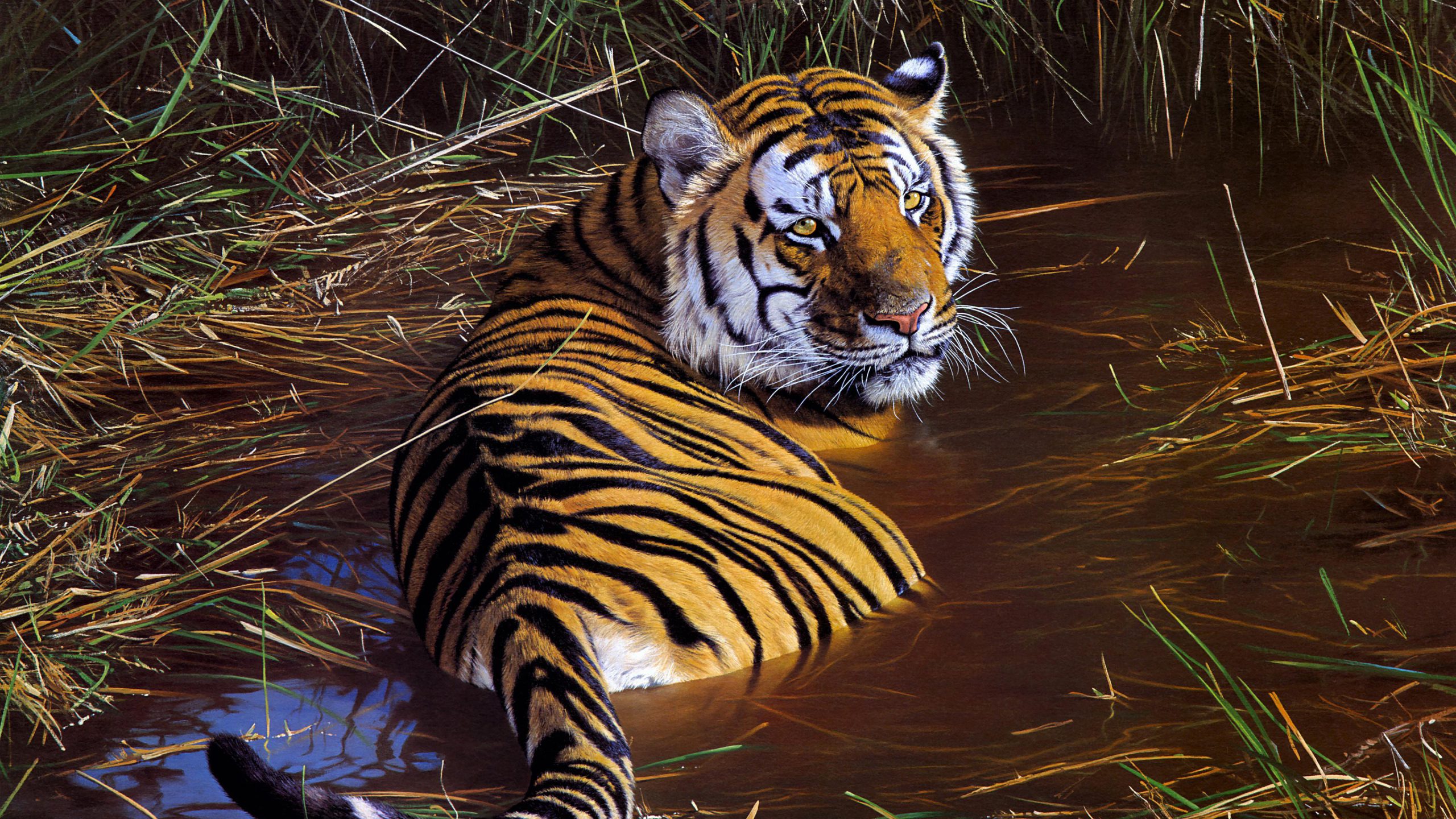 Nice Tiger Wallpaper