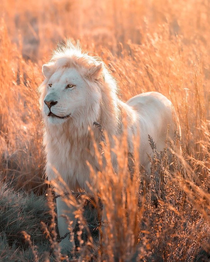 Nice White Lion