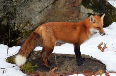 Top Red Fox