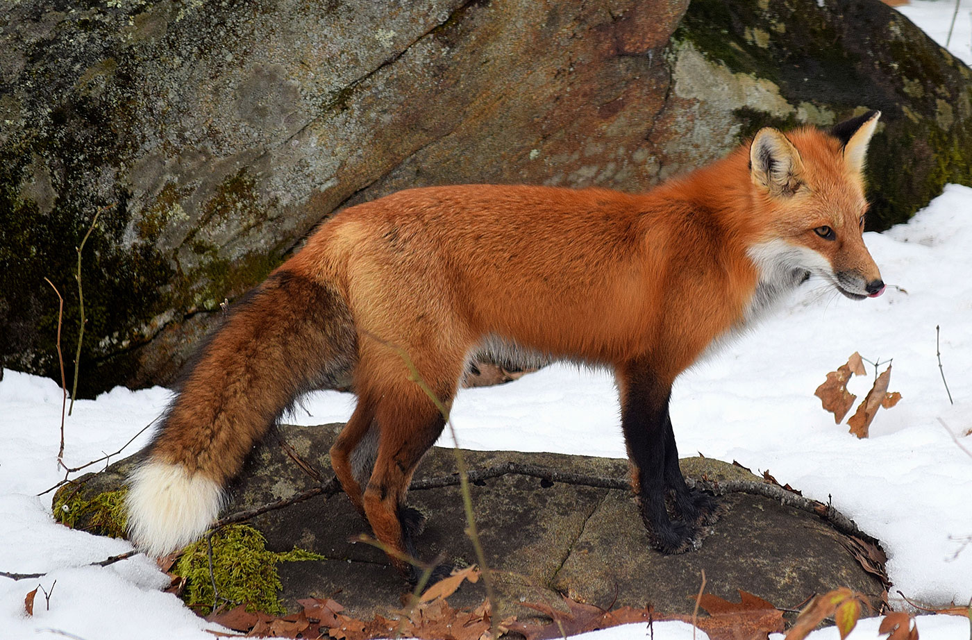 Top Red Fox