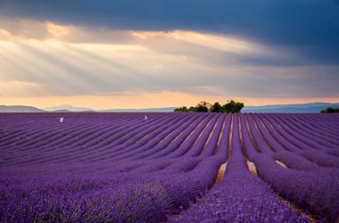 Beautiful Lavender Field 35547
