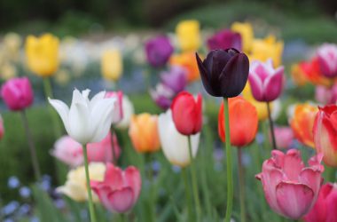 Beautiful Tulip Flower 35347