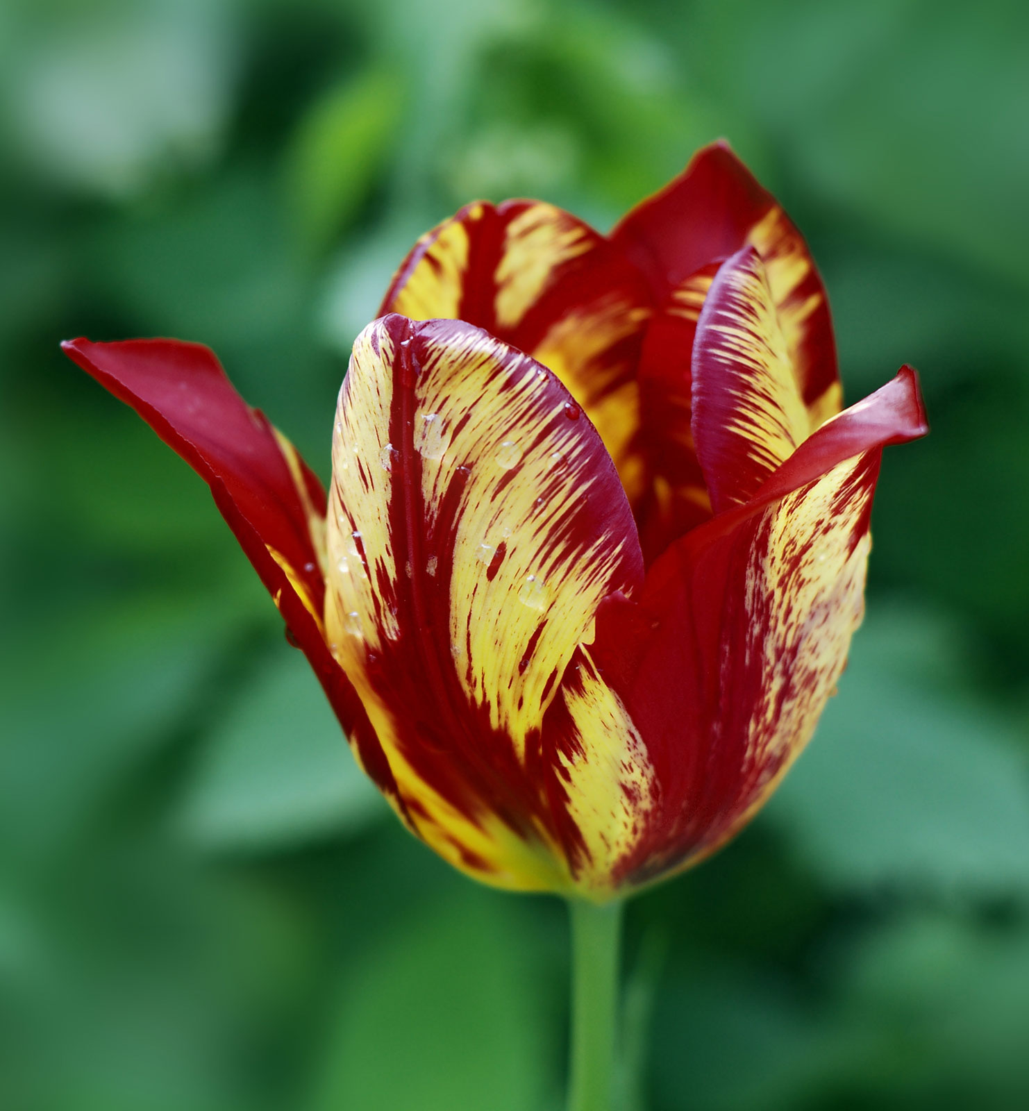 Best Tulip Flower