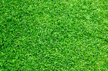 Free Green Grass