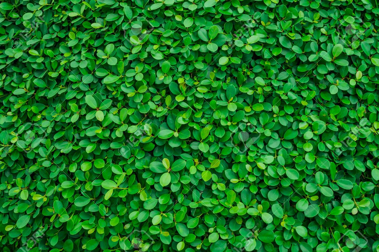 Free Green Leaves Photo