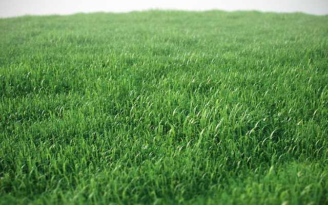 Landscape Green Grass