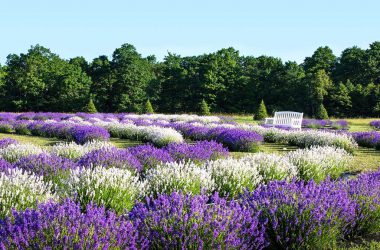 Landscape Lavender Field 35548