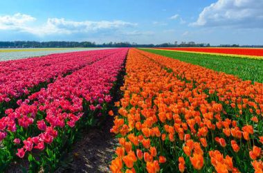 Landscape Tulip Flower