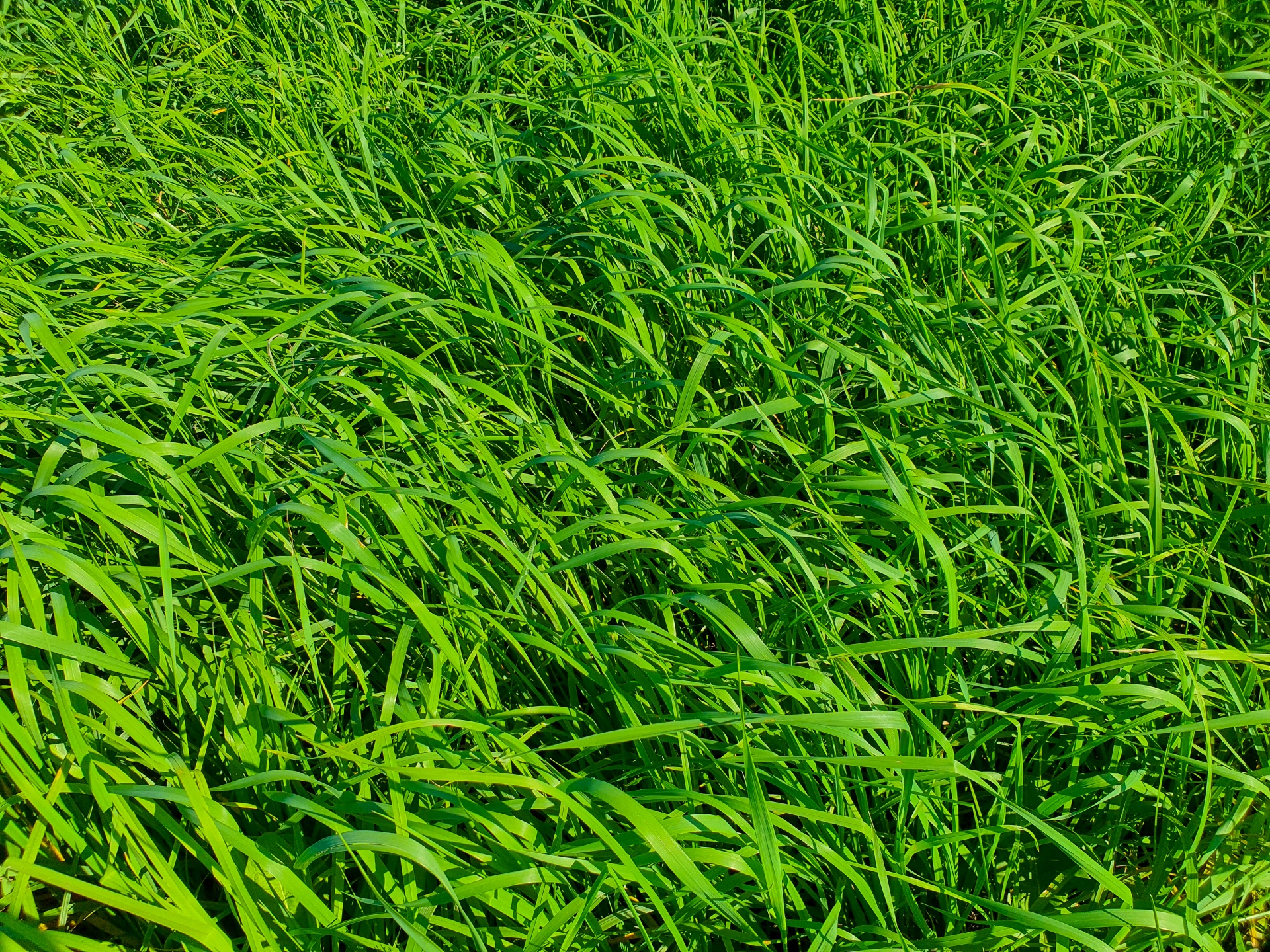 Nice Green Grass