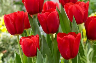 Nice Tulip Flower 35350