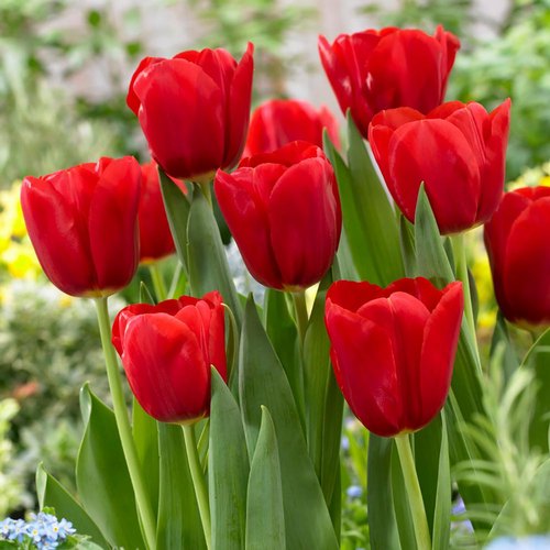 Nice Tulip Flower