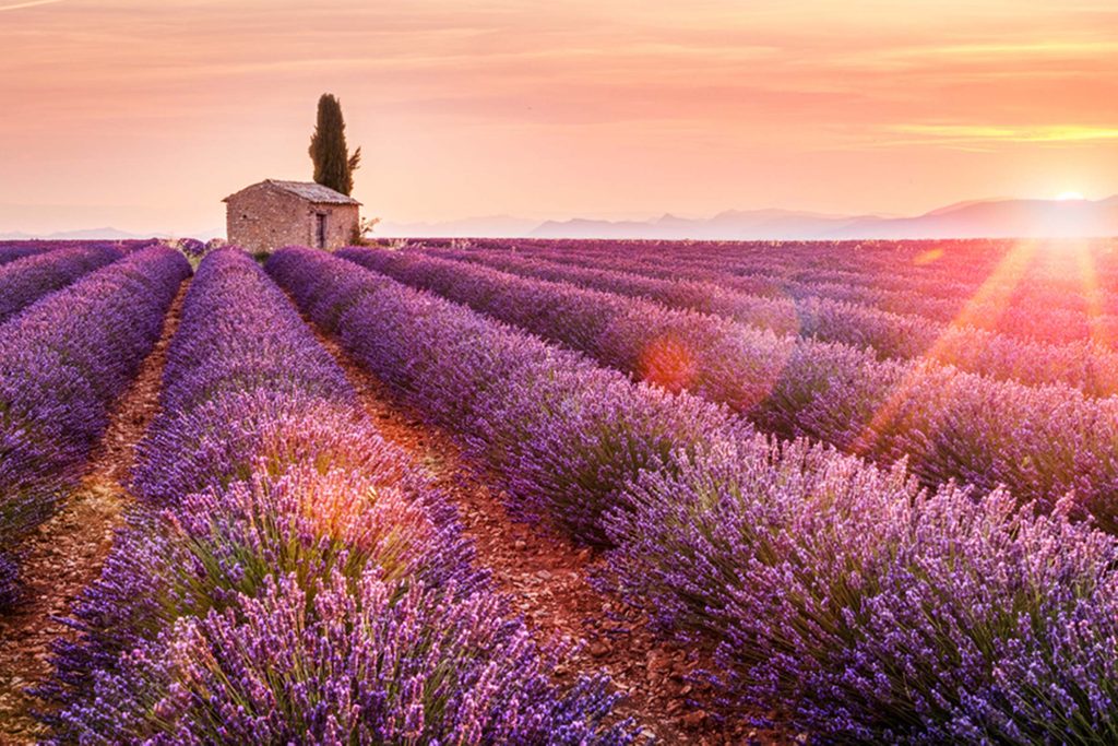 Sundown Lavender Field