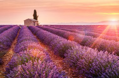 Sundown Lavender Field