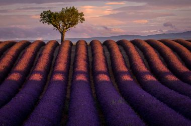Top Lavender Field
