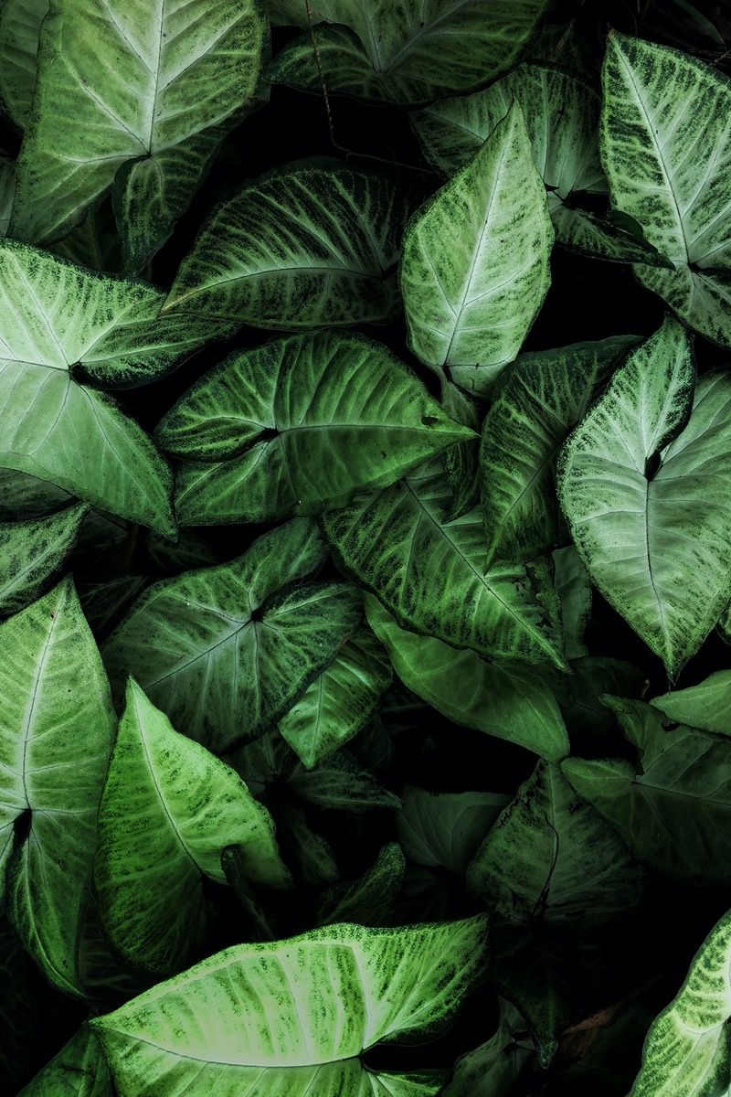Widescreen Green Leaves