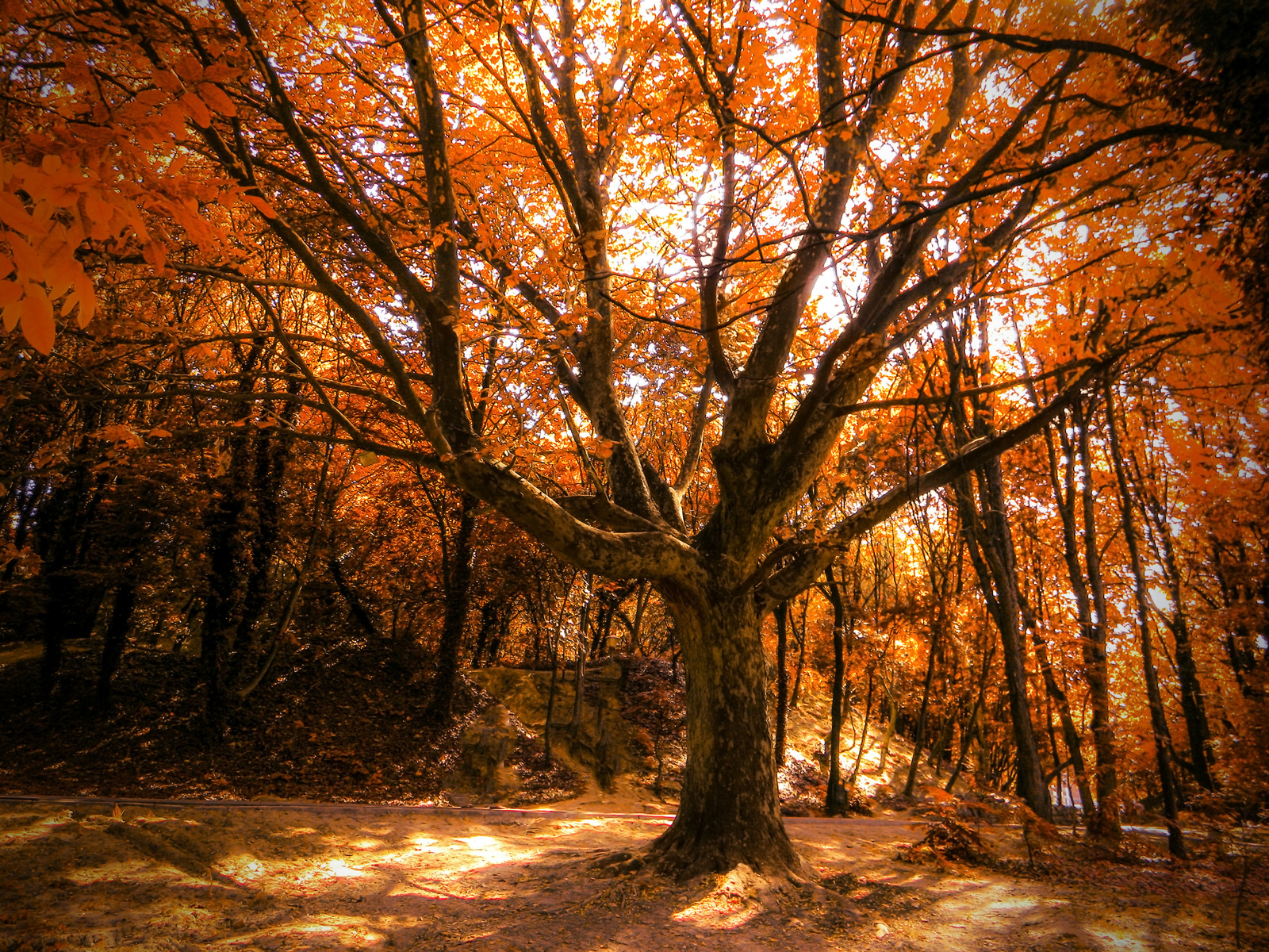 Amazing Autumn Tree