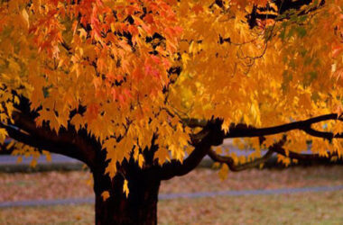 Beautiful Autumn Tree 35831