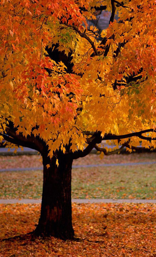 Beautiful Autumn Tree