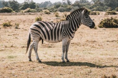 Beautiful Zebra 36059