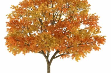 Free Autumn Tree