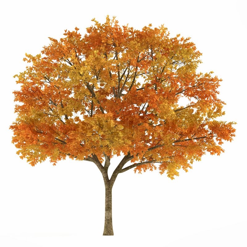 Free Autumn Tree