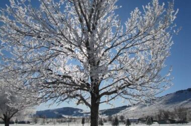 Free Frozen Tree