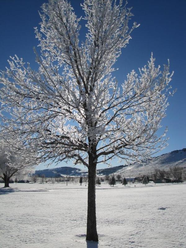 Free Frozen Tree