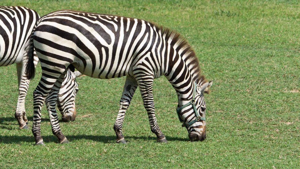 Free Zebra