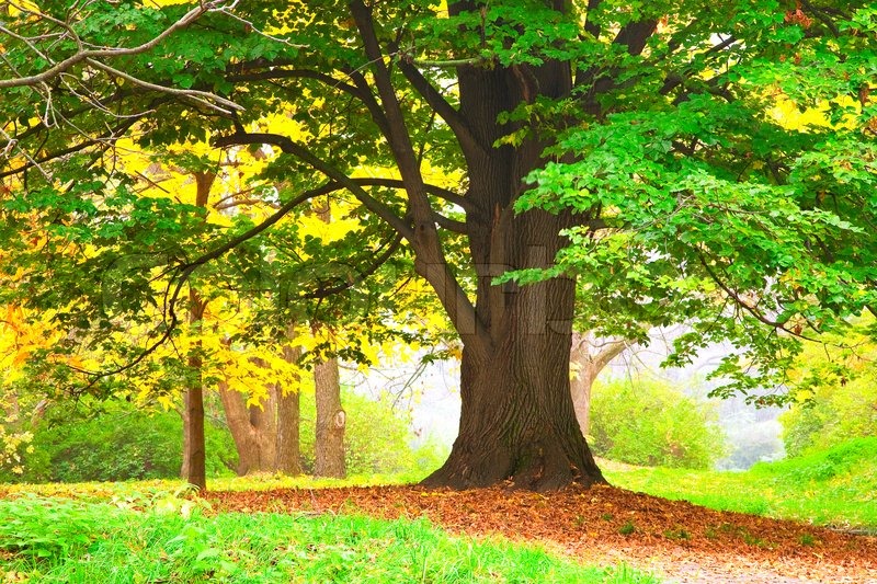 Landscape Autumn Tree