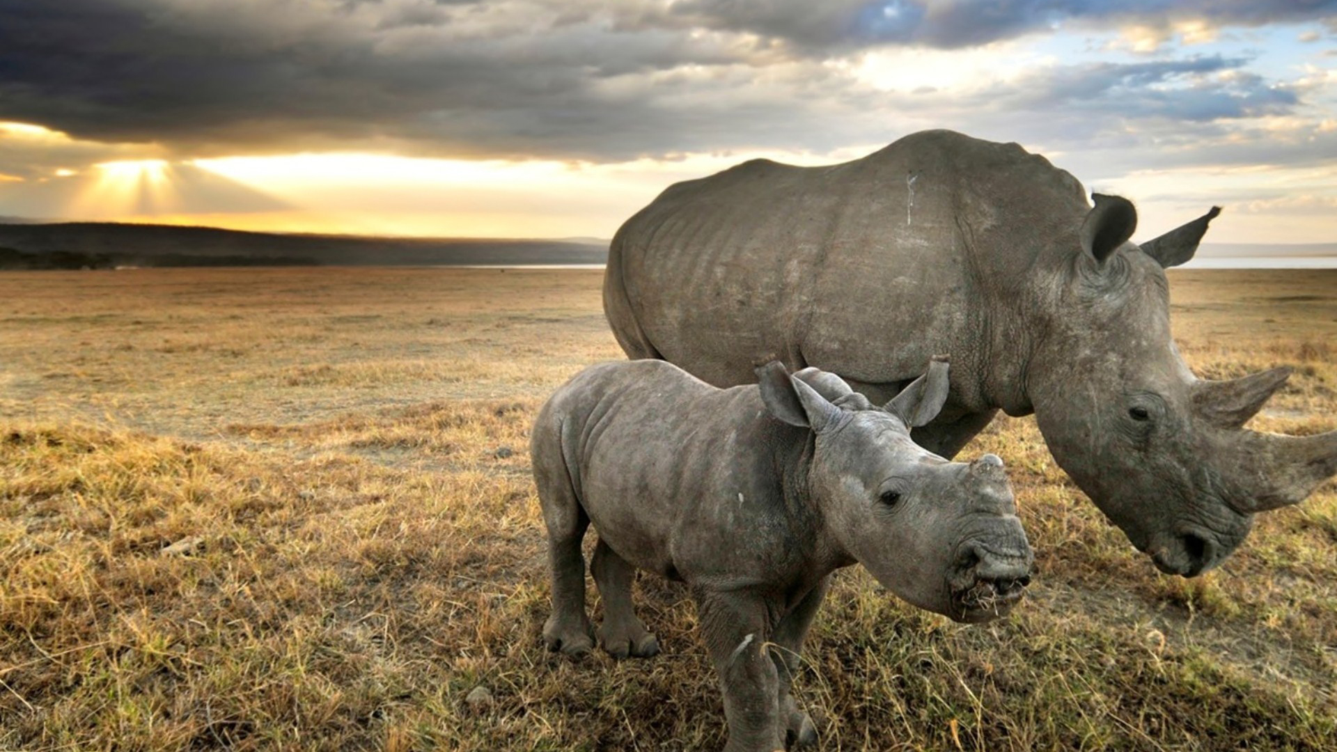 Nice Rhino Image