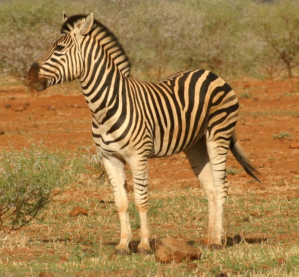 Nice Zebra