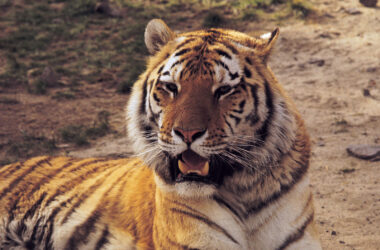 Super Tiger Image