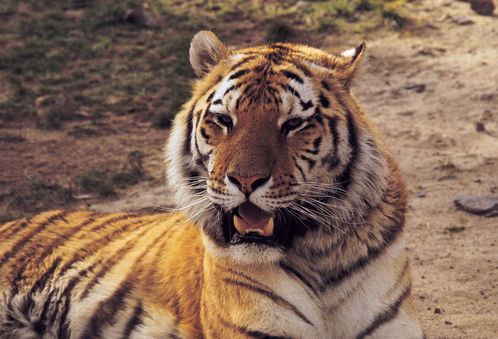Super Tiger Image