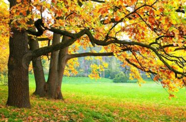 Top Autumn Tree 35839